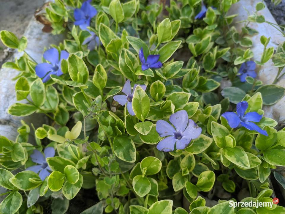 Barwinek Variegata Lublin