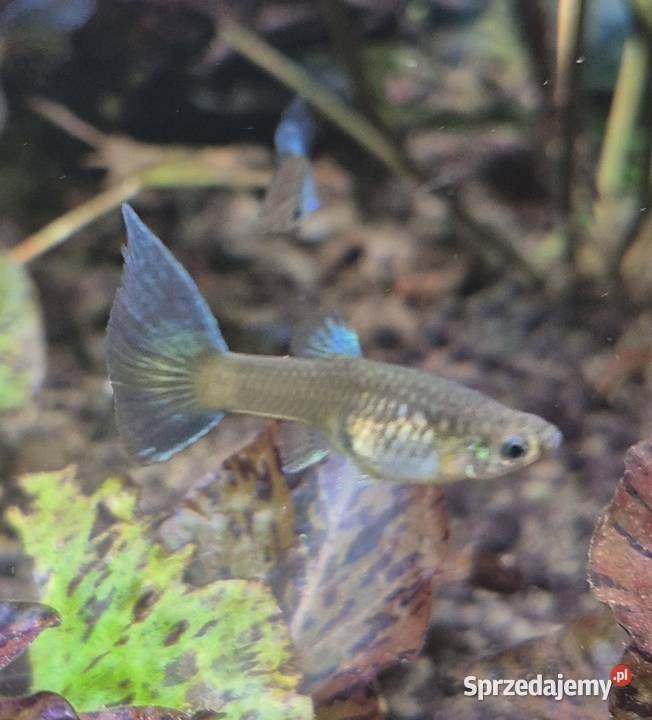 Sprzedam Gupiki Blue Singa parkę mazowieckie Baniocha