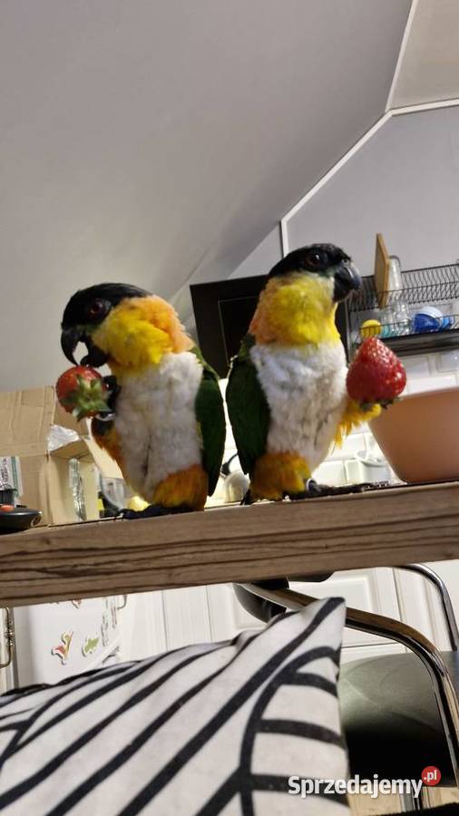 Likwidacja różne gatunki tanio Ptaki Strzelin