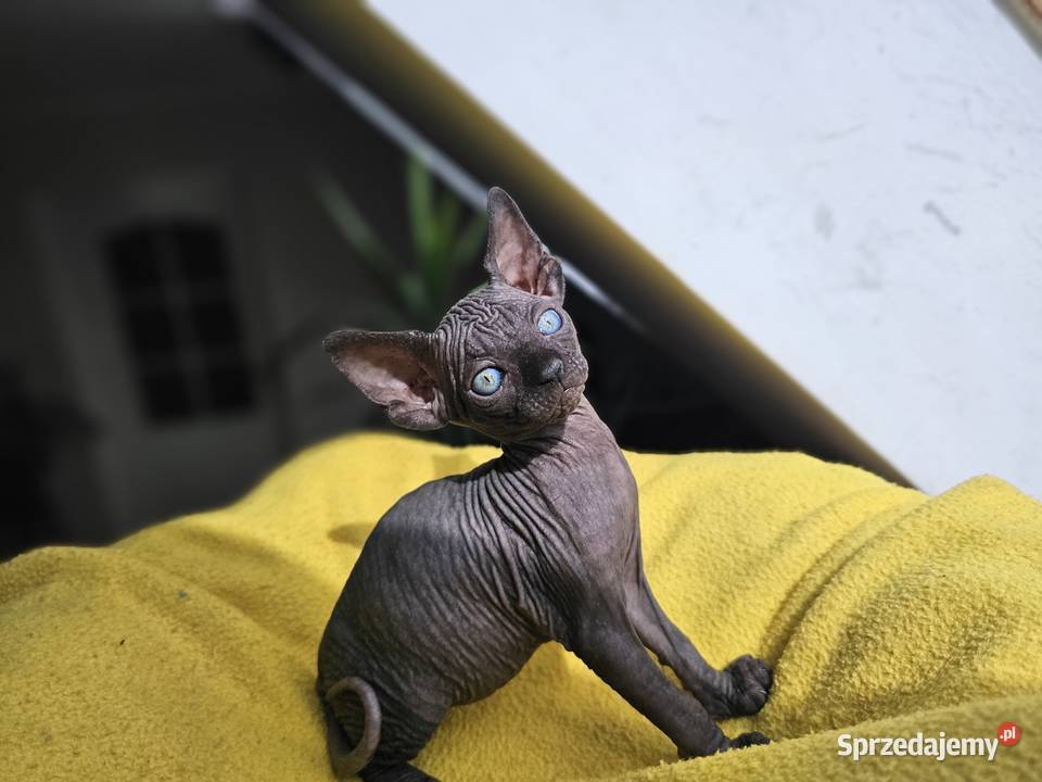 Kotka Sfinks kanadyjski Vascat EKKR FPL Lublin