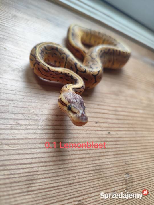 Młode pytony Królewskie mazowieckie