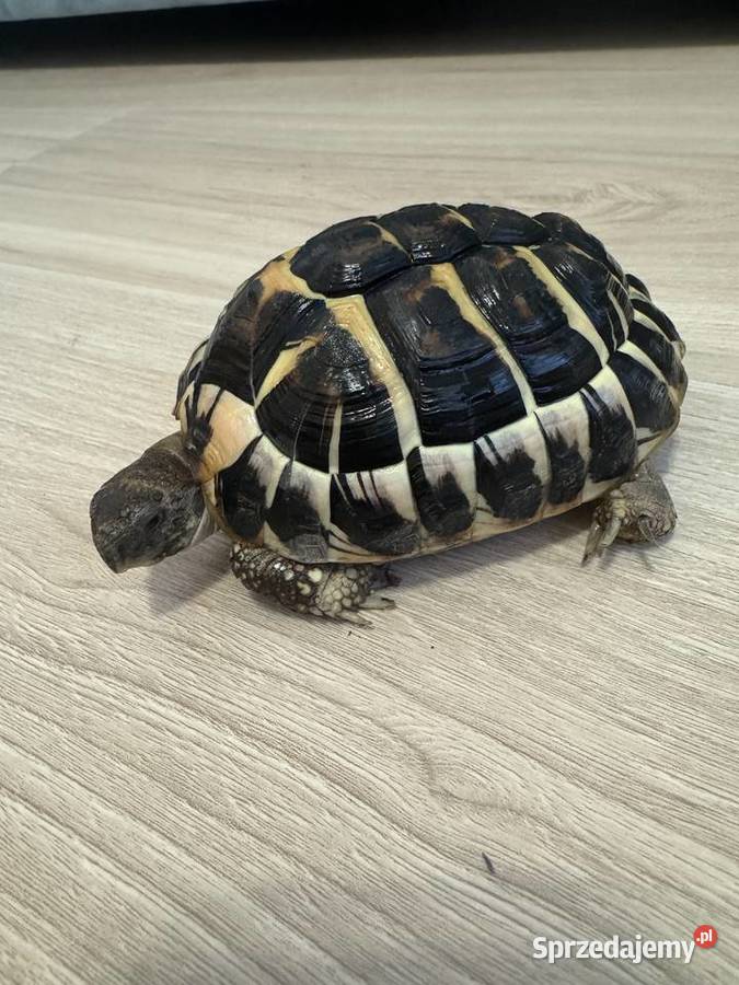 Żółw grecki lądowy Testudo Hermanni