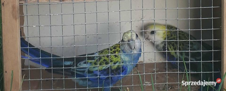 Rozelle bladogłowe para 24r małopolskie Skała