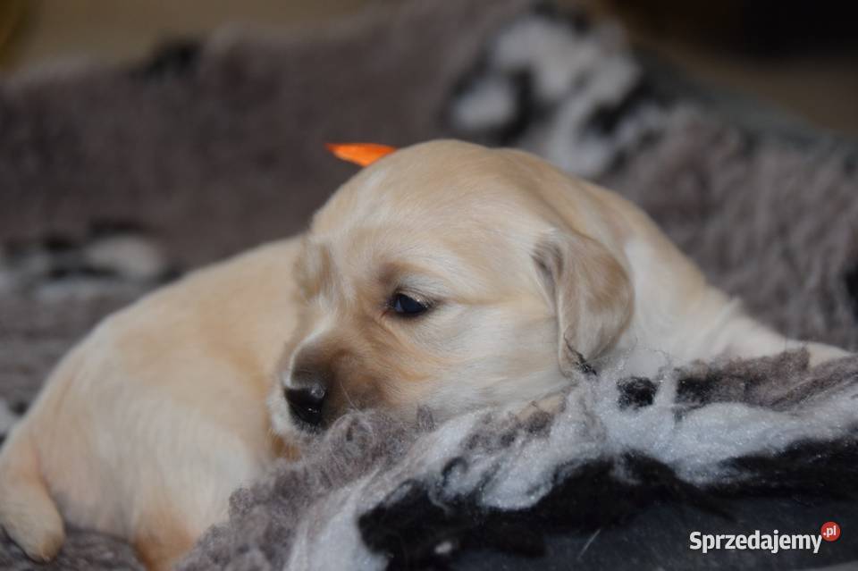 Szczenięta golden retriever ZKWP FCI sprzedam