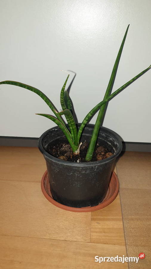 Sansewieria sansa cylindryczna 2 mazowieckie Warszawa