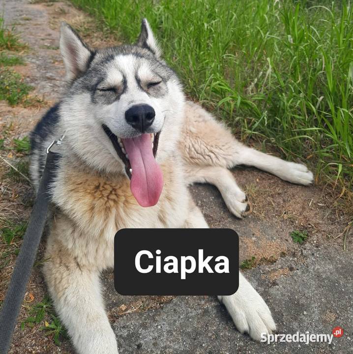 Dostępne suczki rasy Syberian husky Reda
