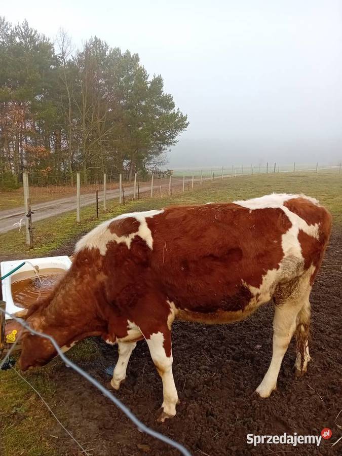 Jałówka wysokocielna podlaskie Gietki