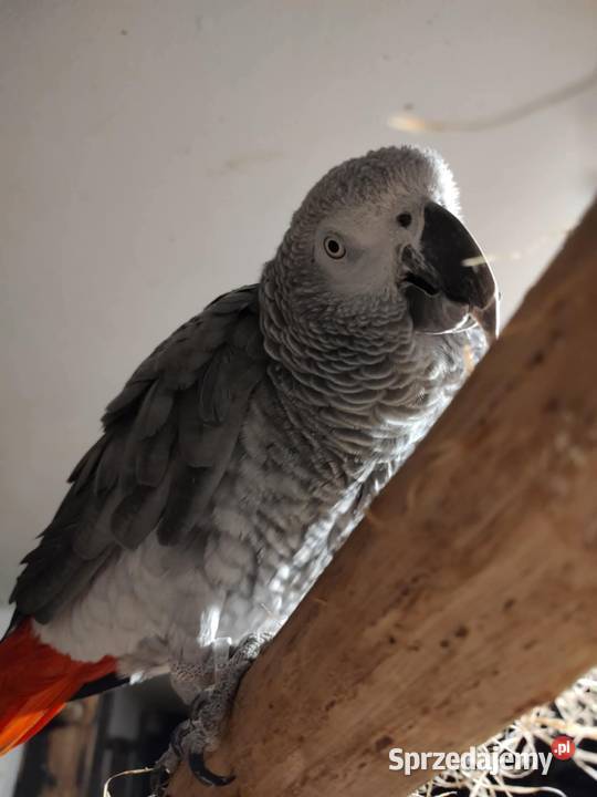 Papuga Żako samczyk Białystok