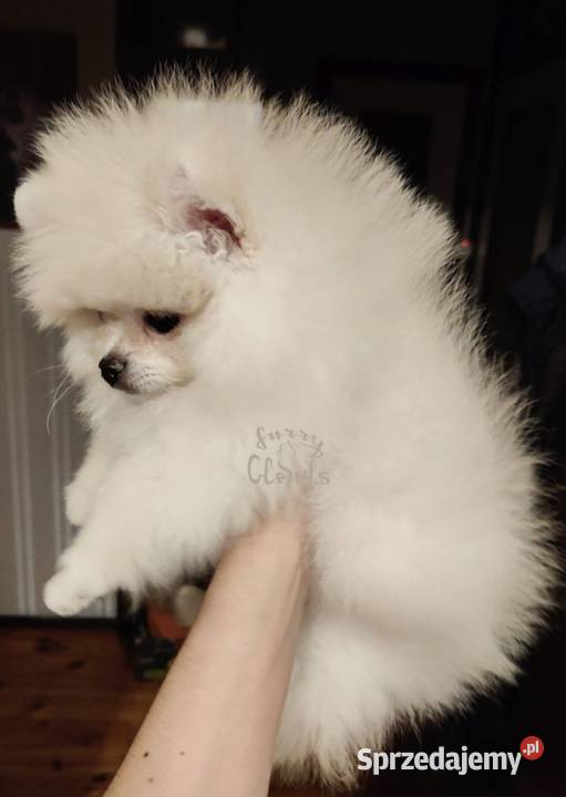 Szpic miniaturowy Pomeranian ZKwP FCI Szczecin sprzedam