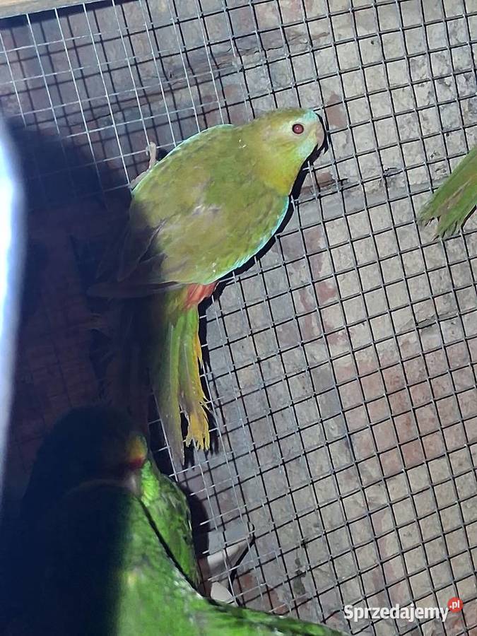 Łakówki wspaniałe Szubin