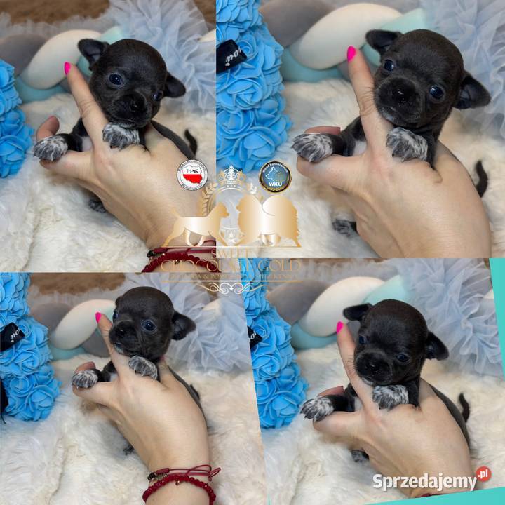 Chihuahua piesek krótkowłosy niebieski Blue Bełchatów