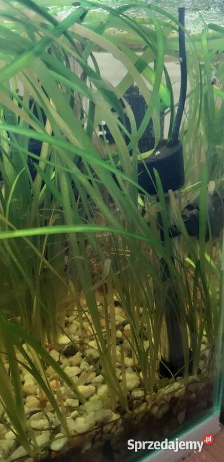 Akwarium firmy Aquael 20l z życiem lubelskie Lublin