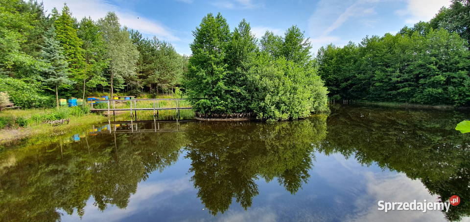 Miód Pszczeli prosto z własnej pasieki Różne Wisznice
