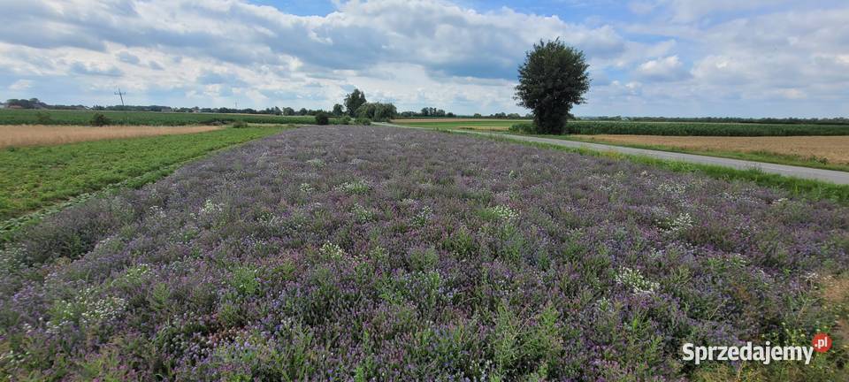 żmijowiec grecki jednoroczny roślina miododajna Przybysławice
