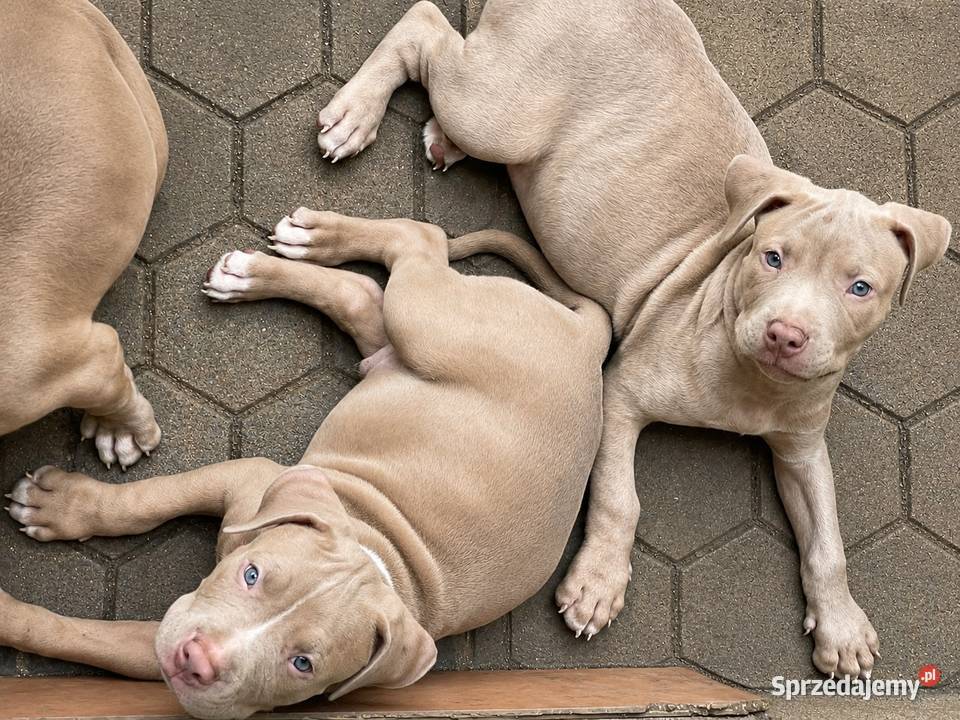 American pit bull Terrier wyjątkowa suczka I opolskie