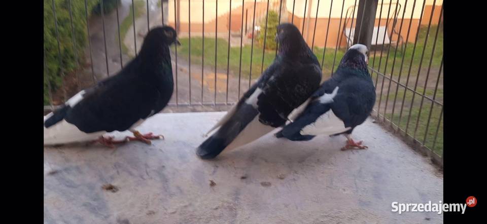 Gołębierollery Birmingham akrobatyczne Żnin