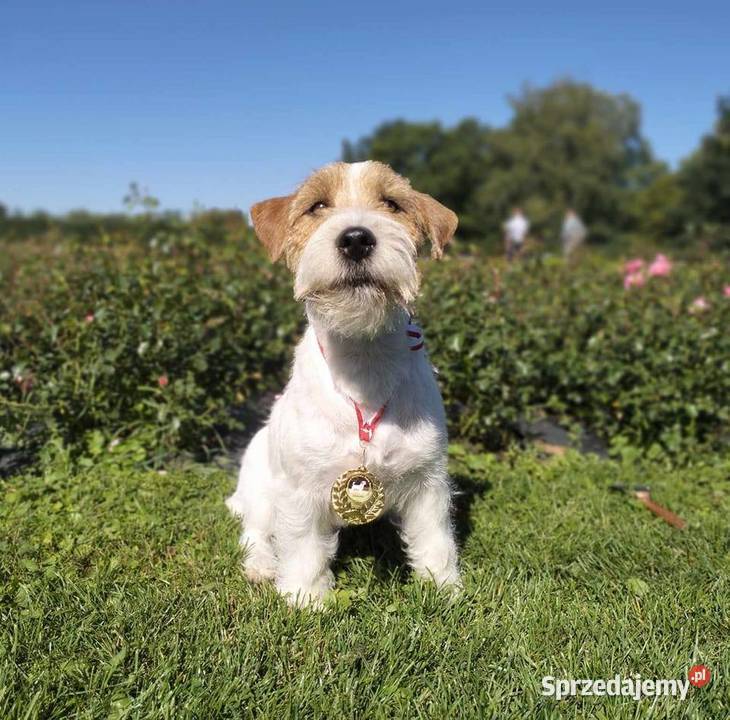 Jack Russell Terrier szczenięta z metrykami ZKwP