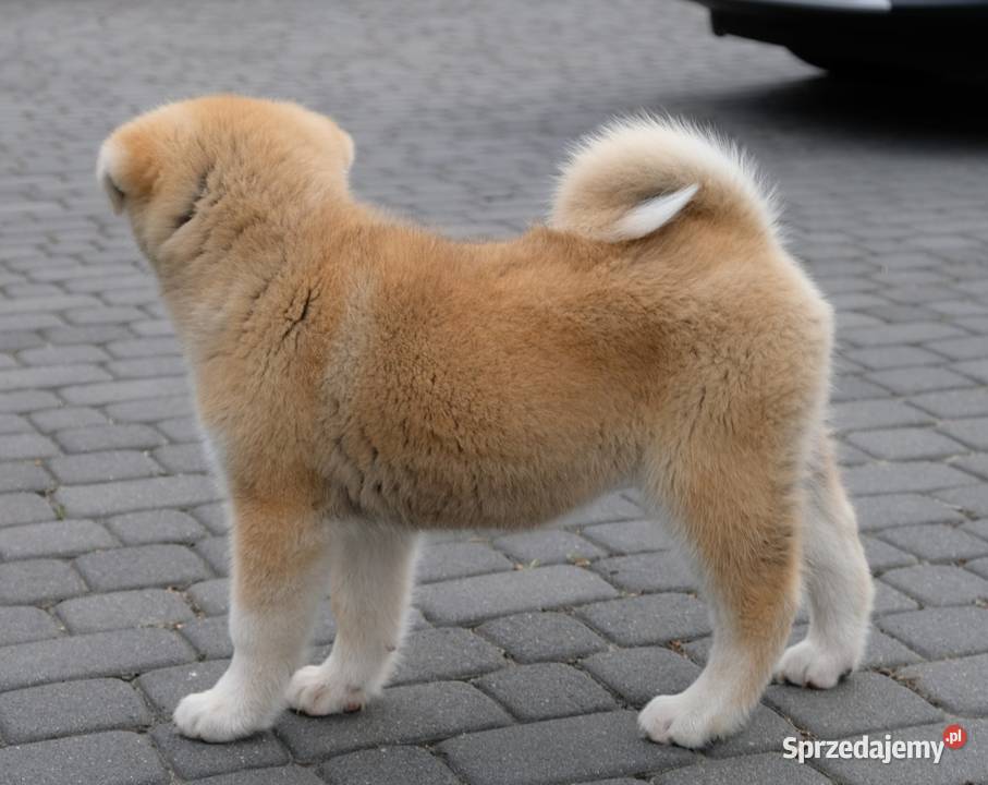 Akita Inu akita japońska szczeniaki zkwp FCI Częstochowa