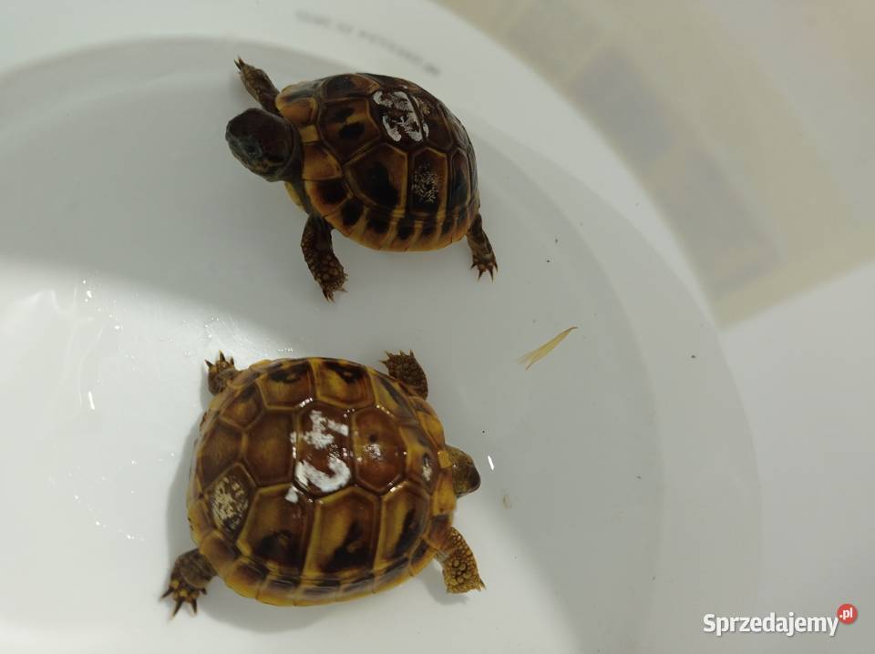 Żółw Grecki Testudo Hermanni podkarpackie Rzeszów