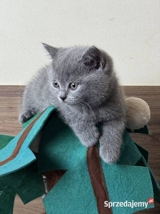 Kocięta brytyjskie Kraków