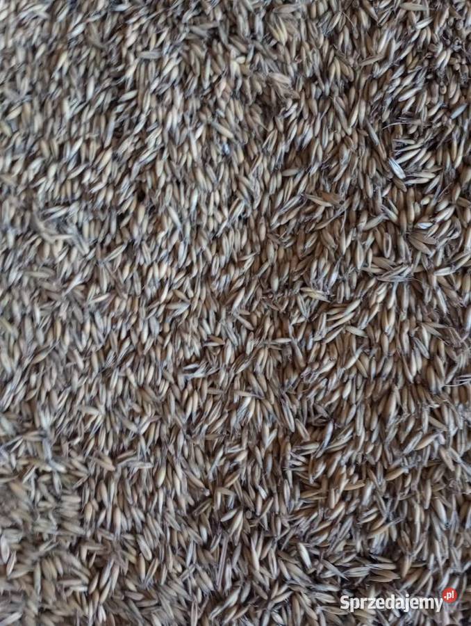 Owies jary Bingo łódzkie Radomsko