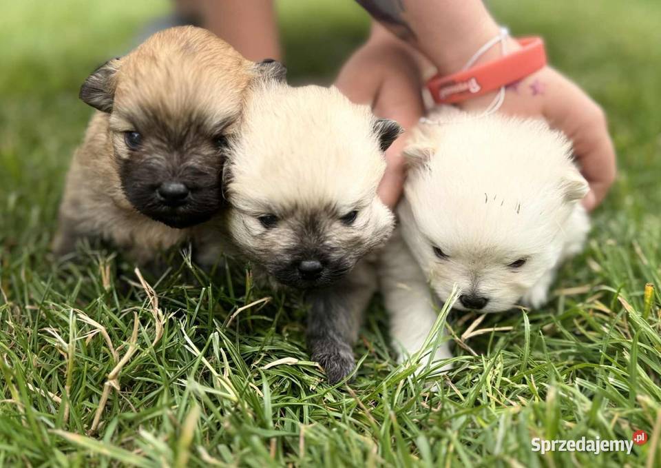 Pomeranian szpic miniaturowy na kolanka Półchleb sprzedam