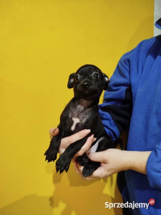 Piesek pinczerek mazowieckie Warszawa