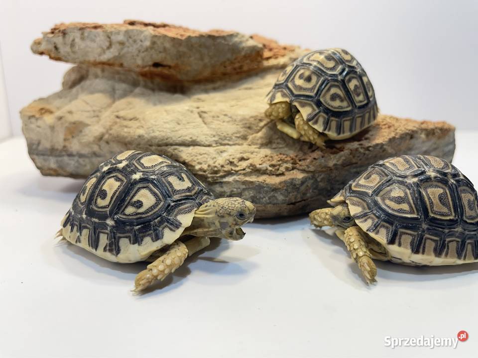 Żółw lamparci żółwie lamparcie pomorskie Tczew