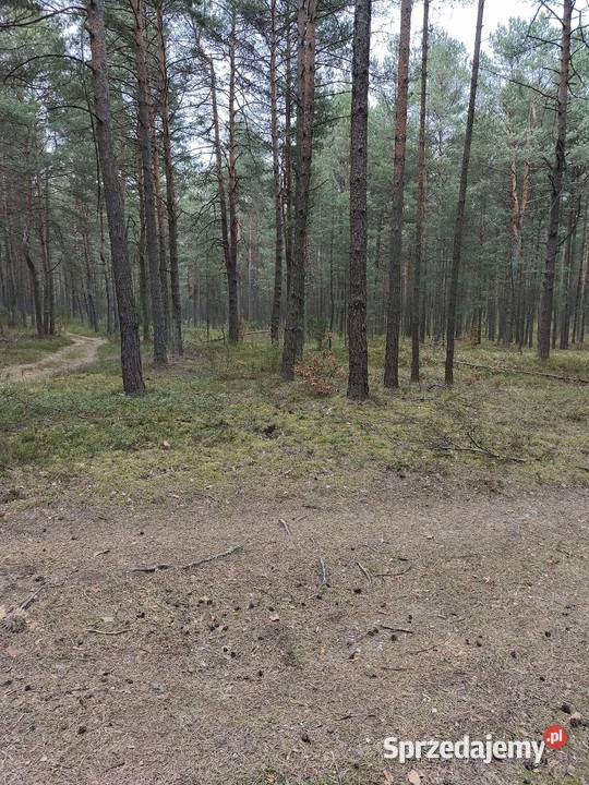 Sprzedam działkę leśną las Kotowice sprzedam