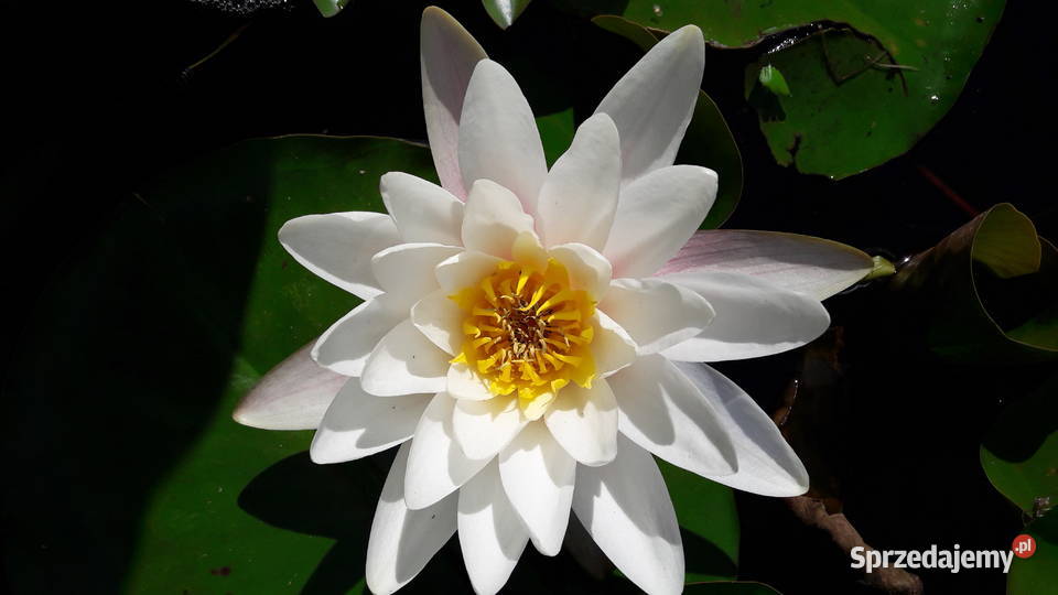 Lilia wodna Nenufar Sarzyna sprzedam