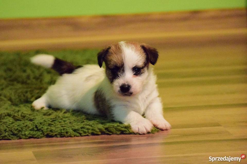 Jack Russell Terrier szczenięta z rodowodem ZKwP