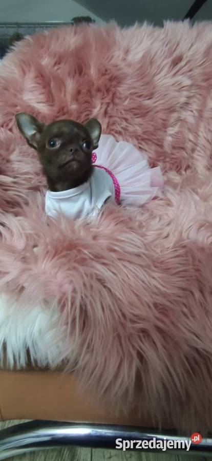 MIKRUSEK Dziewczynka Chihuahua Gotowa Do Ciszkowo sprzedam