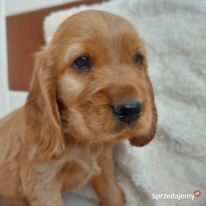 Cocker spaniel angielski Cocker Spaniel Moroczyn sprzedam