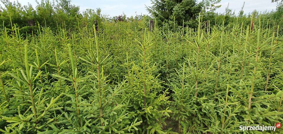 Plantacja choinek choinki świerkowe sadzonki Rośliny Wisznice sprzedam