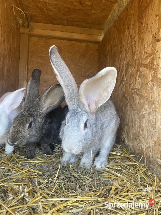 Króliki Rexy Belgi miniaturki lubelskie Krupe sprzedam