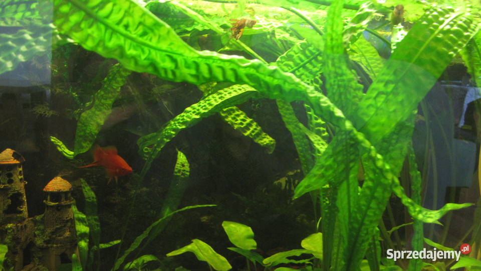 Kryptokoryna karbowana Toruń