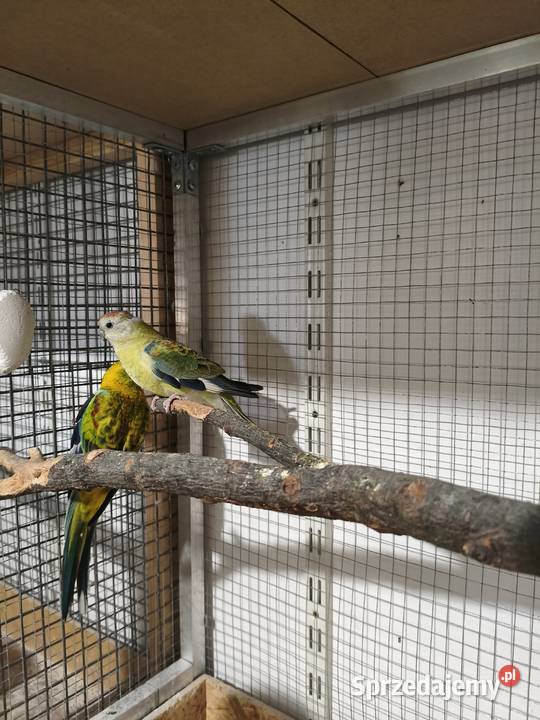 Papugi Świergot para podkarpackie sprzedam