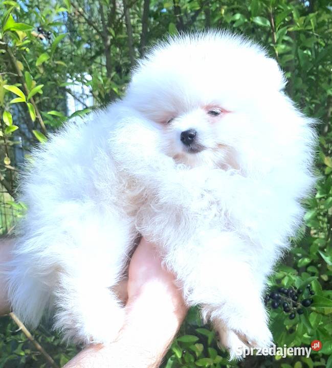 Szpic miniaturowy Pomeranian chlopak
