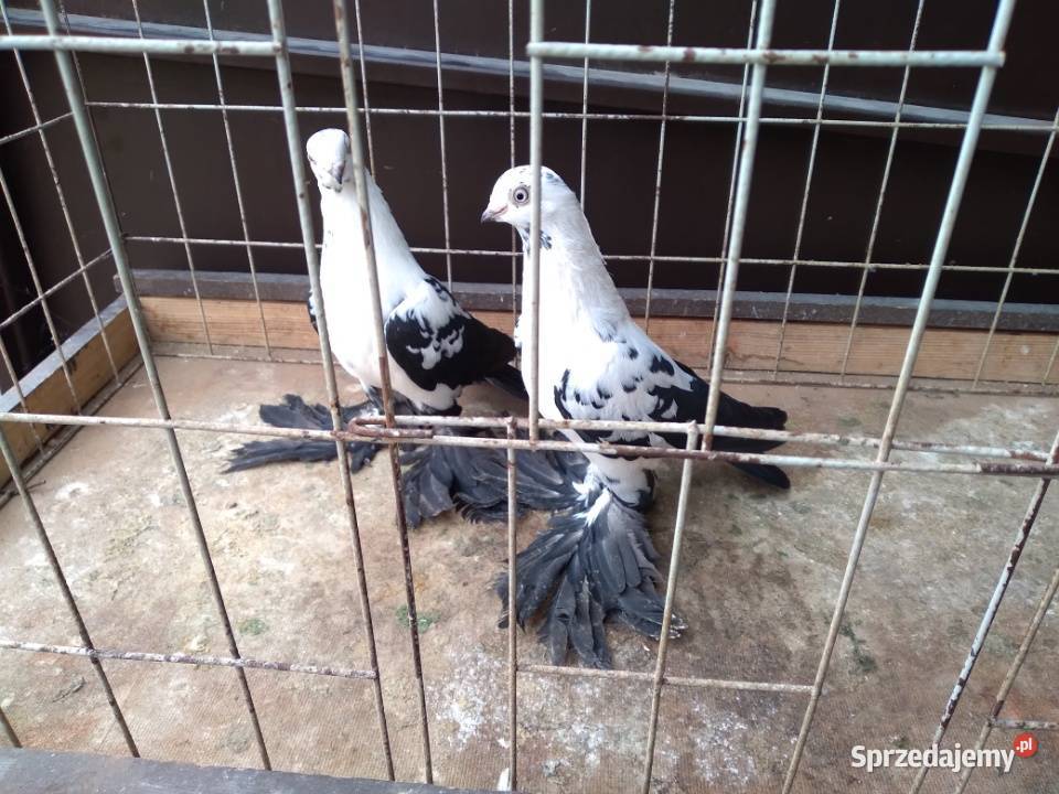 Widyn polski czarny Ptaki Mińsk Mazowiecki