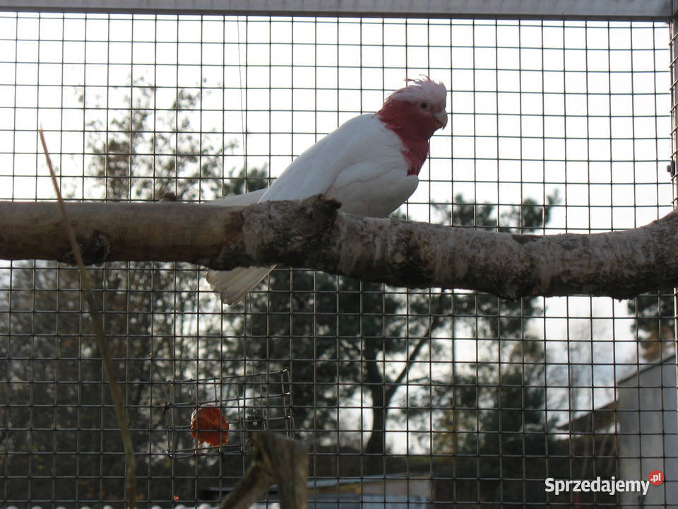 Kakadu Różowe Lutino