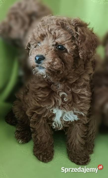 Pudel miniaturowy toy Pozostałe