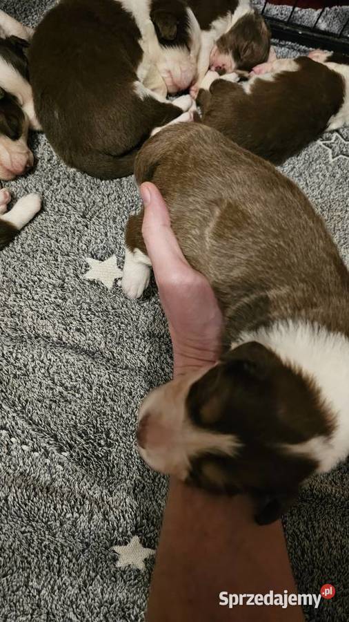 Border collie szczenięta z rodowodem gotowe do Radom sprzedam