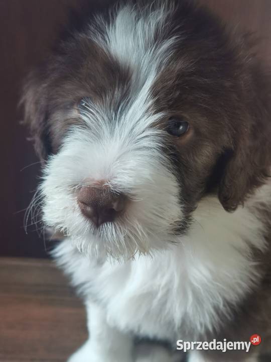 BEARDED COLLIE FCI Rezerwacja Dostępne DWA Przygodzice