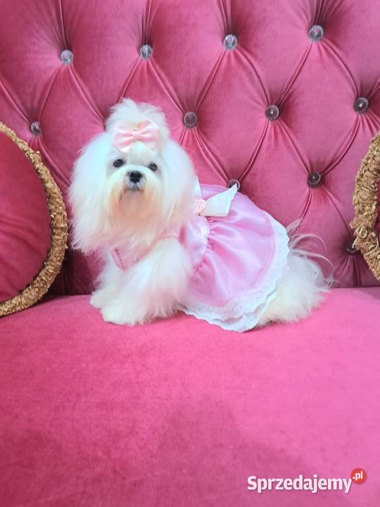 maltańczyki koreańskie szczenięta z rodowodem Bydgoszcz sprzedam