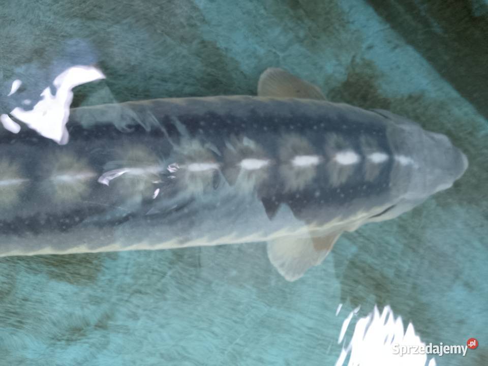 Jesiotr NIEBIESKI XXL - ok 100 cm Celebryta bardzo widoczny