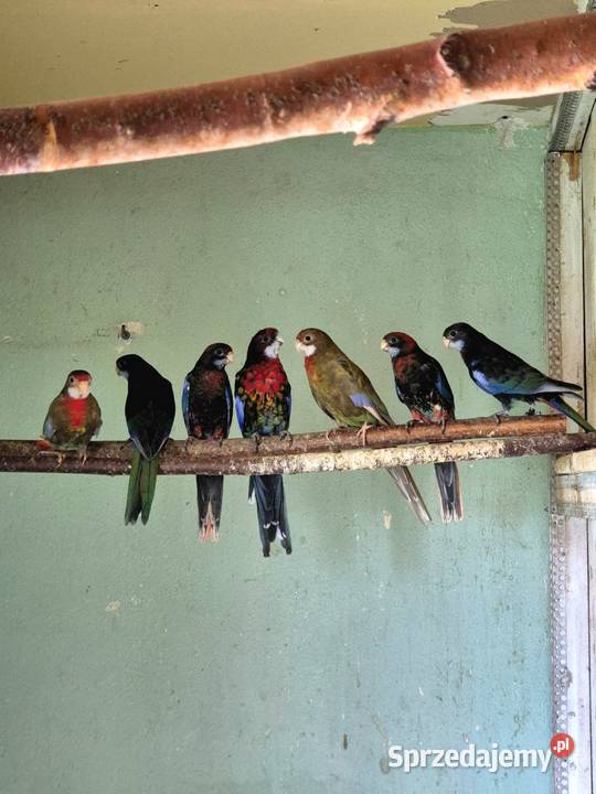 Rozelle Białolice Czarne tegoroczne podkarpackie Sędziszów Małopolski sprzedam