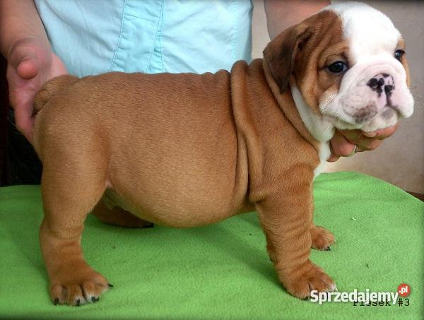 Buldog Angielski szczenięta Kraków ZKwP Rodowód małopolskie Kraków