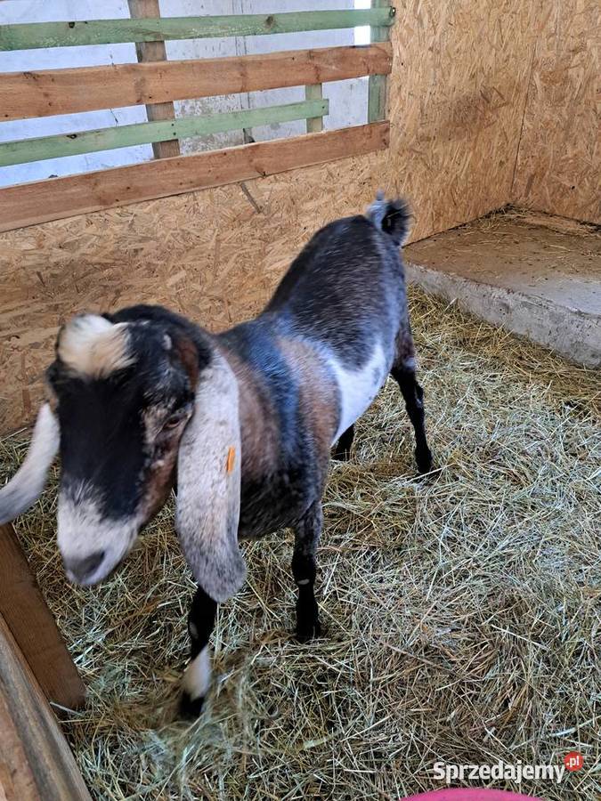 Roczny kozioł anglonubijski z rodowodem