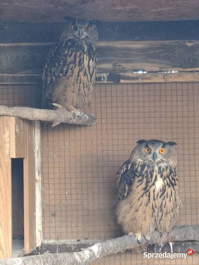 Puchacz Bubo Bubo Nieborowice