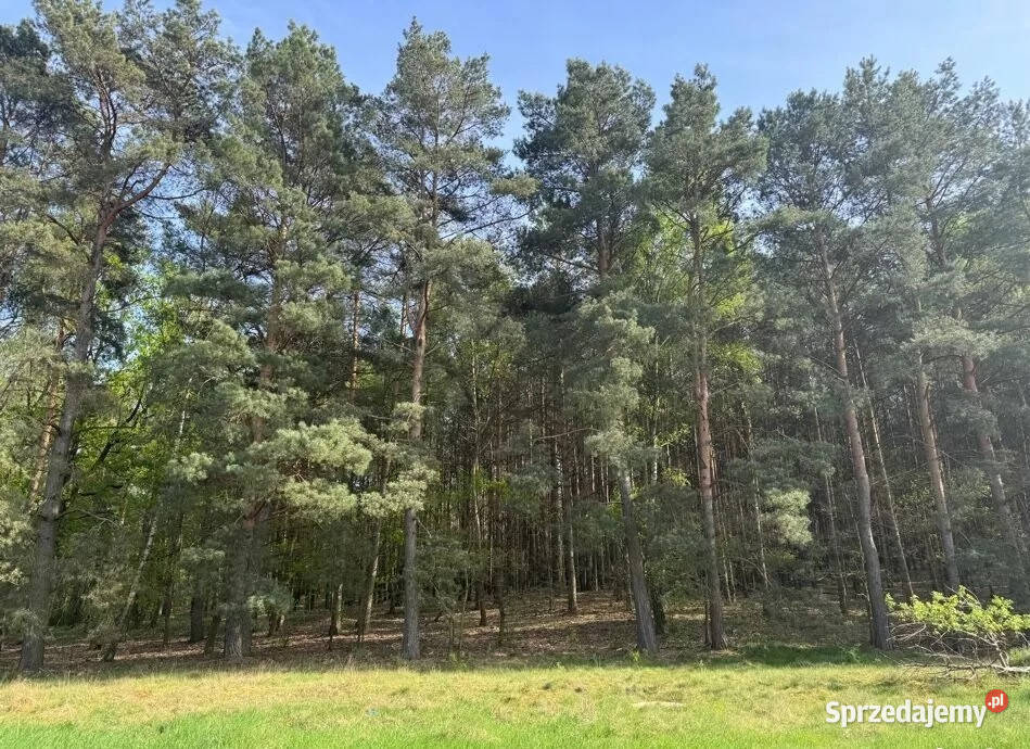 Zielona Góra Racula działka budowlana na sprzedam